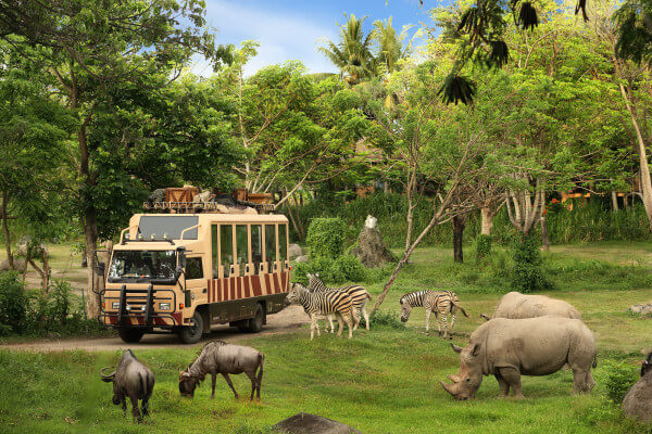 Take the Safari bus around the park for a world class zoo experience